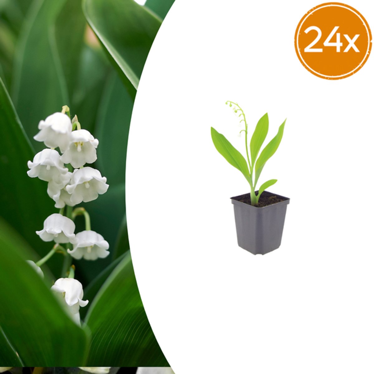 24x Convallaria majalis - 10-25cm - Ø9cm