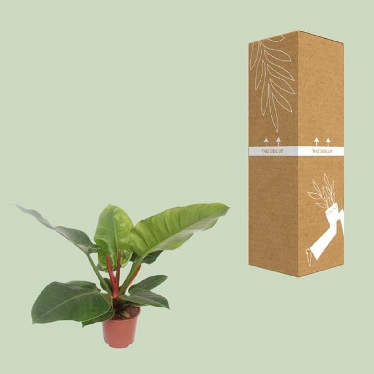 Philodendron Imperial Green - Ø17cm - 60cm