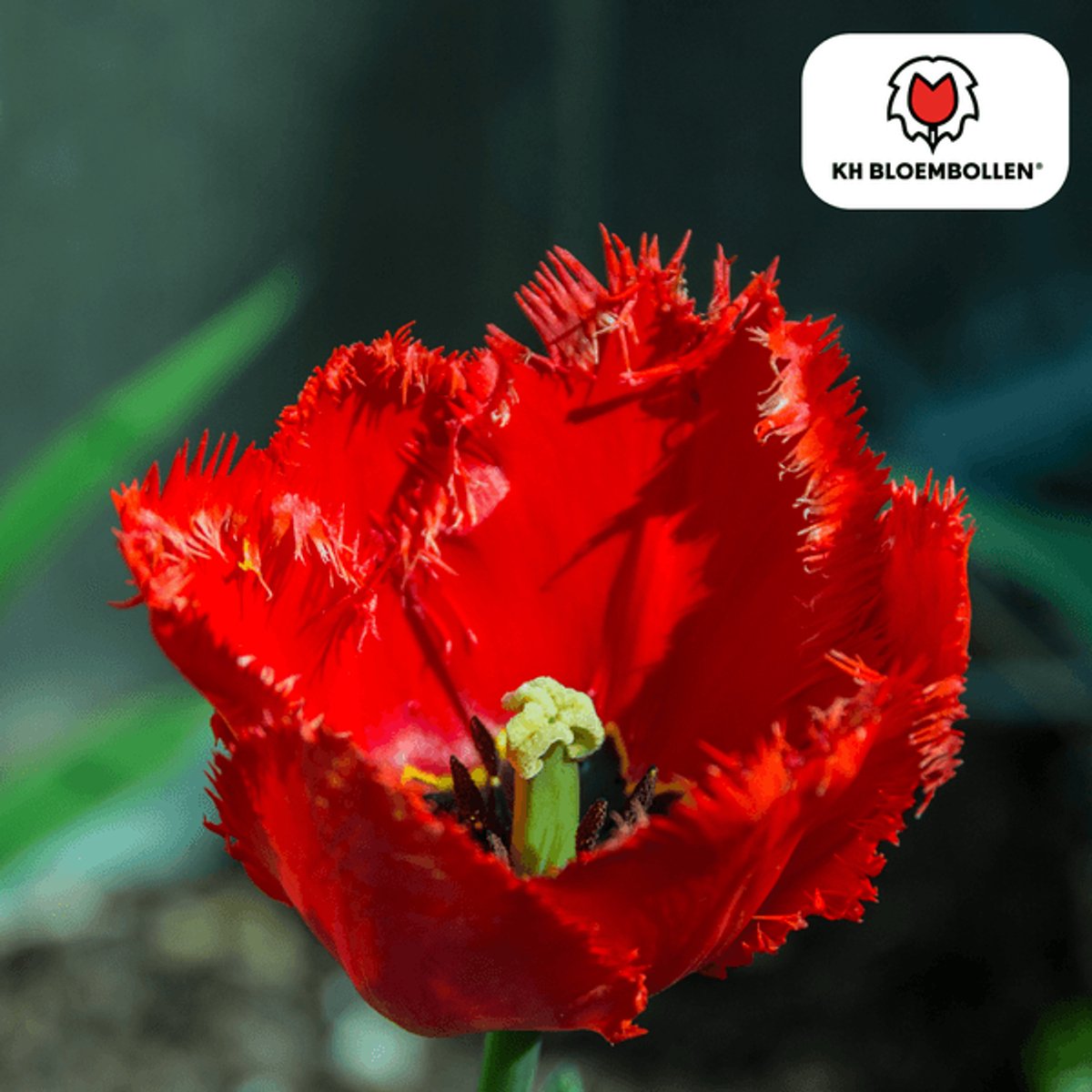 Tulpenbollen Masterpeace – 20 Stuks | Rode Tulp met Kartelrand – Stoer & Uniek – Voor Tuin of Pot – Maat 11/12 – Vers van de Teler