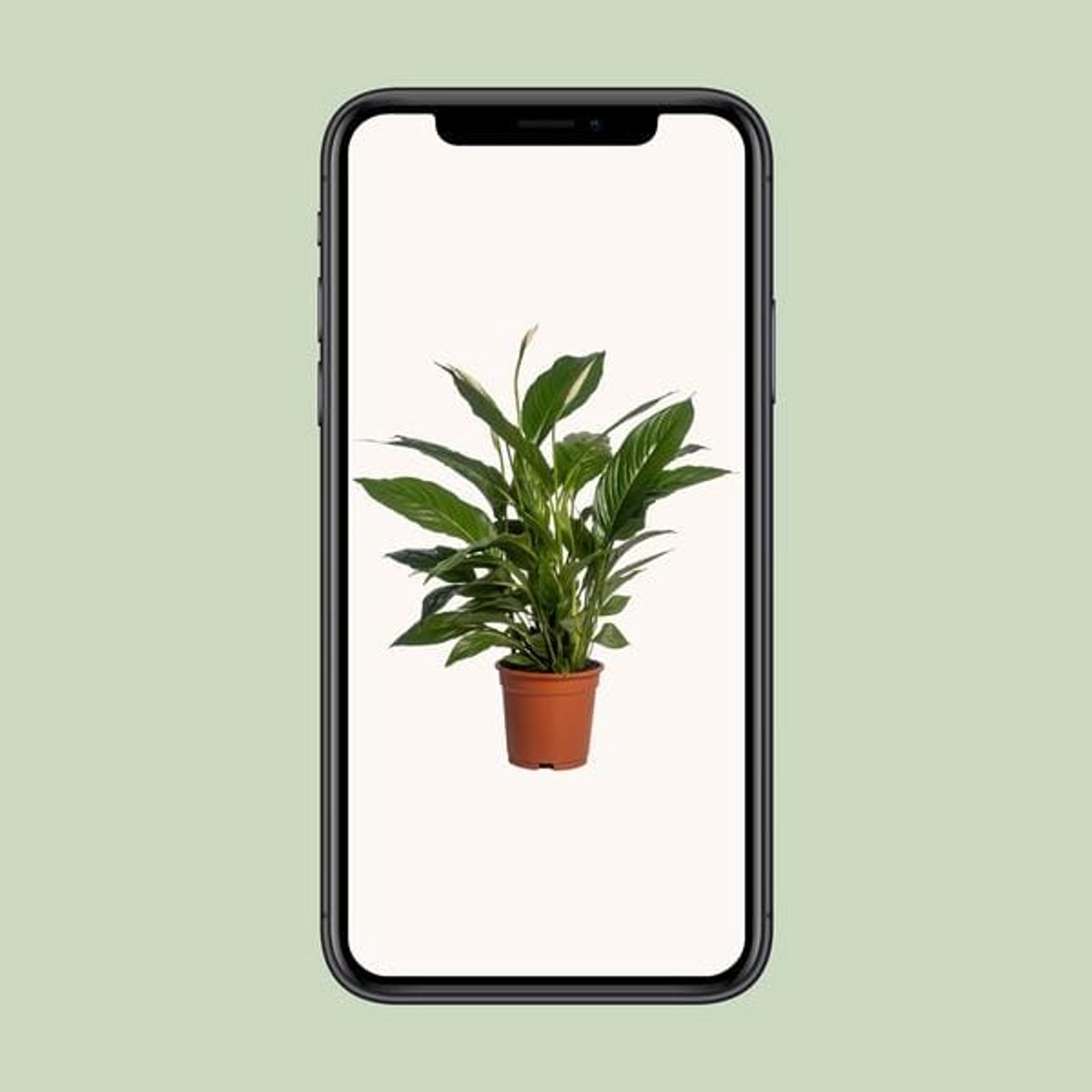 Spathiphyllum Vivaldi - Ø17cm - 70cm