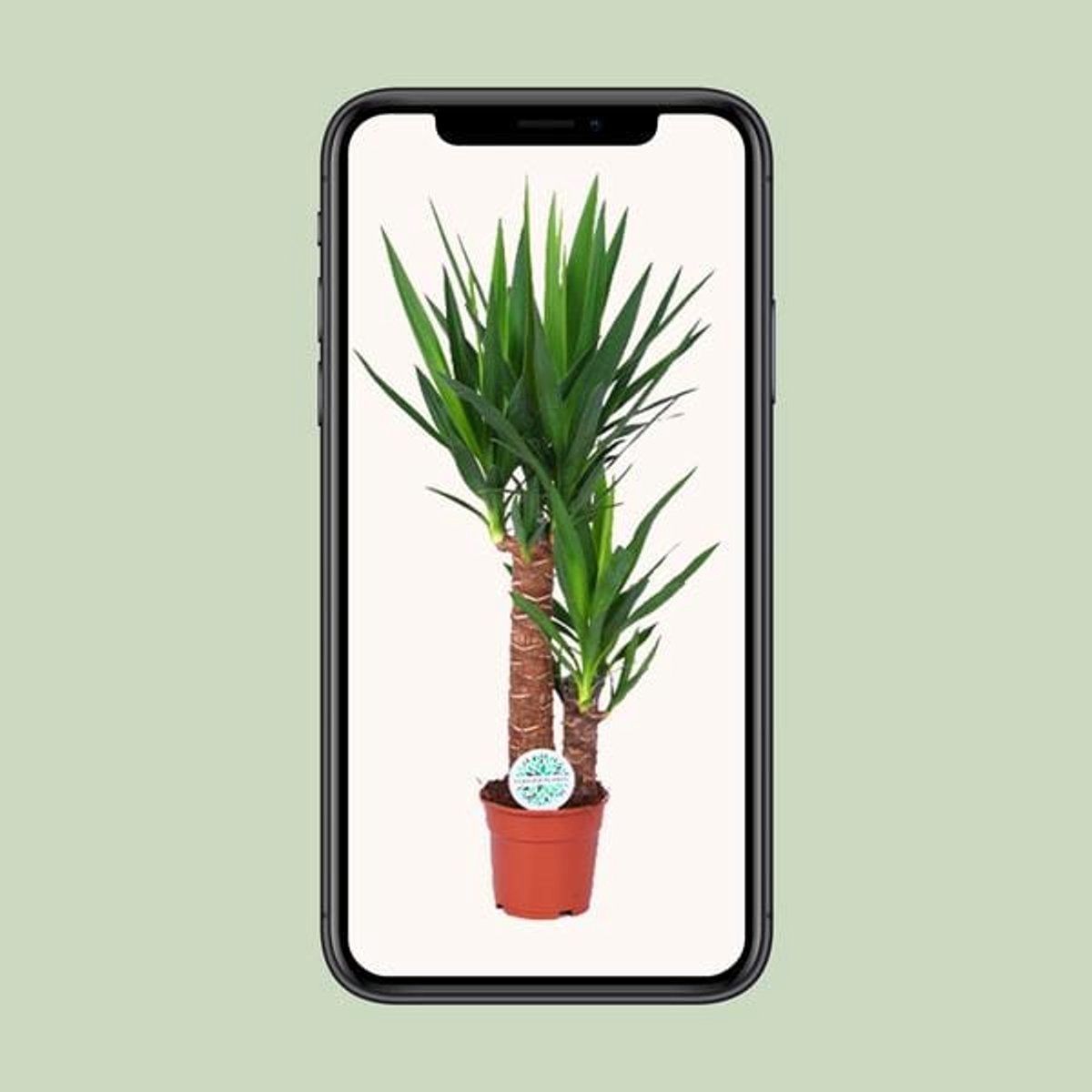 Yucca - Ø17cm - 80cm