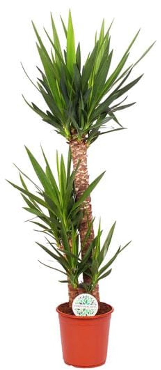 Yucca Elephantipes (Palmlelie) - Ø24cm - 125cm