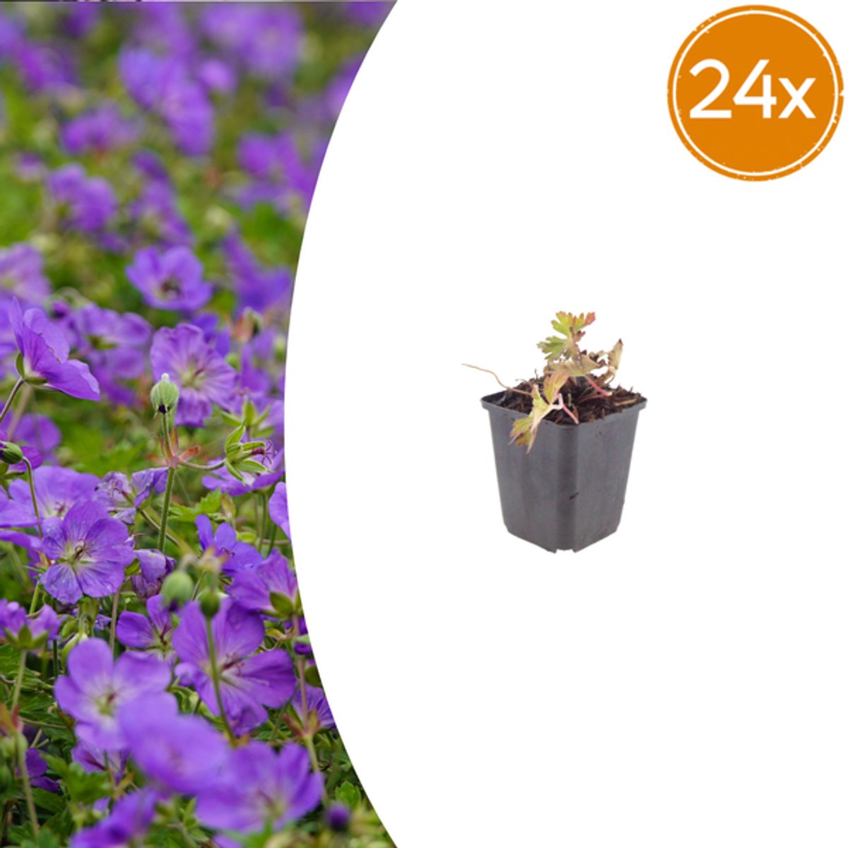 24x Geranium 'Azure Rush' - 10-25cm - Ø9cm
