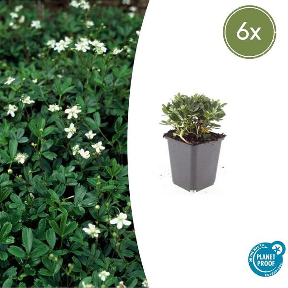 6x Potentilla tridentata 'Nuuk' - 10-25cm - Ø9cm