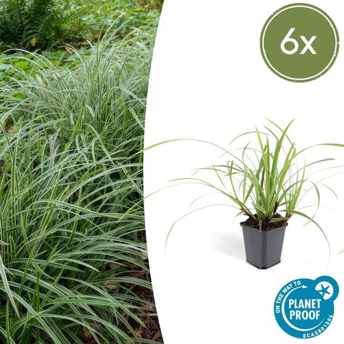 6x Carex morrowii 'Ice Dance' - 10-25cm - Ø9cm