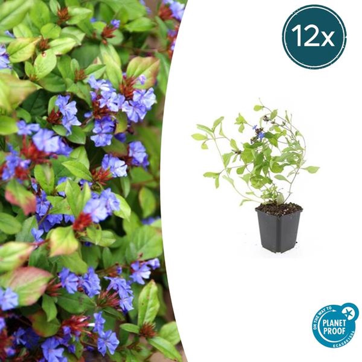 12x Ceratostigma plumbaginoides - 10-25cm - Ø9cm