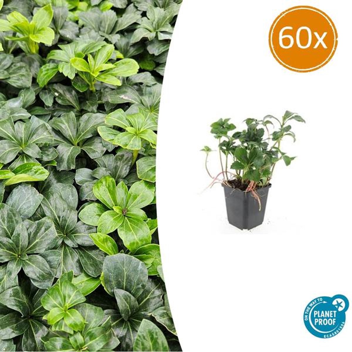 60x Pachysandra term. 'Green Sheen' - 10-25cm - Ø9cm