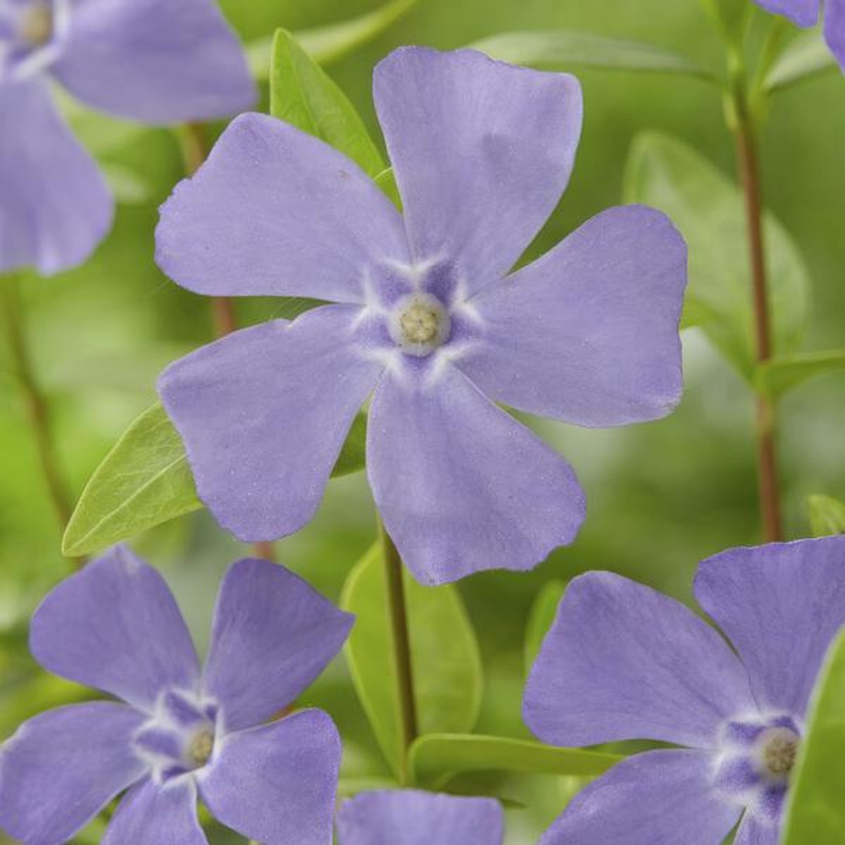 48x Vinca minor - 10-25cm - Ø9cm