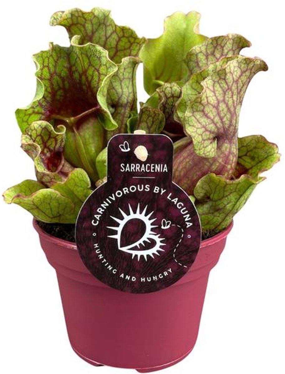 Sarracenia - Ø12 20