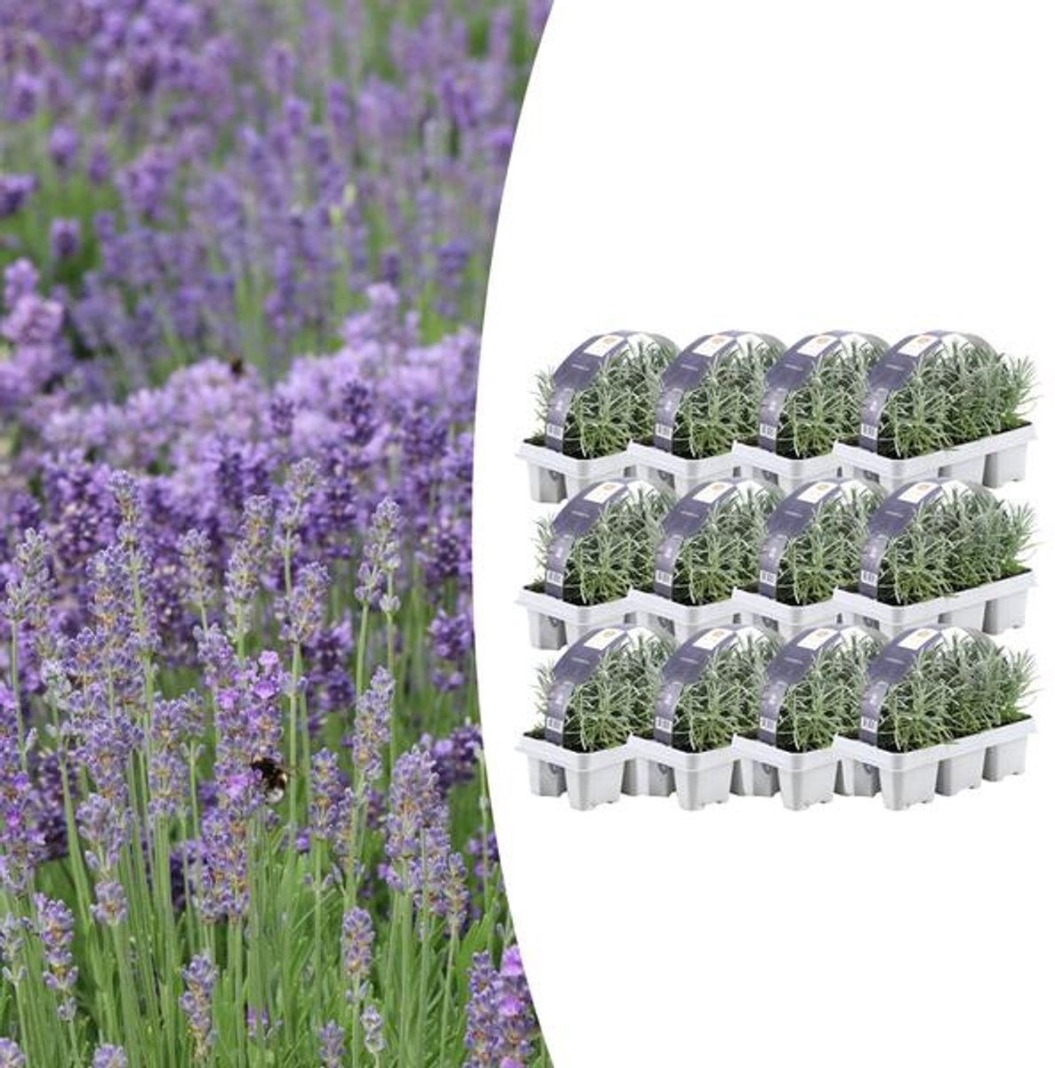 12 x 6 pack Lavendel angustifolia - Ø7 cm - 15 cm