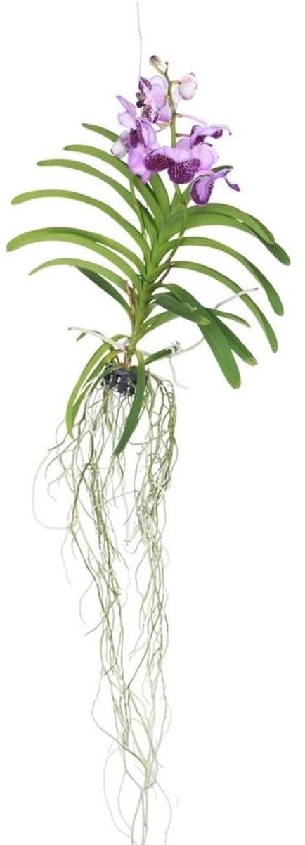 Lila Vanda Orchidee Kamerplant - Tropische Bloeiende Plant - Hoogte 60 cm