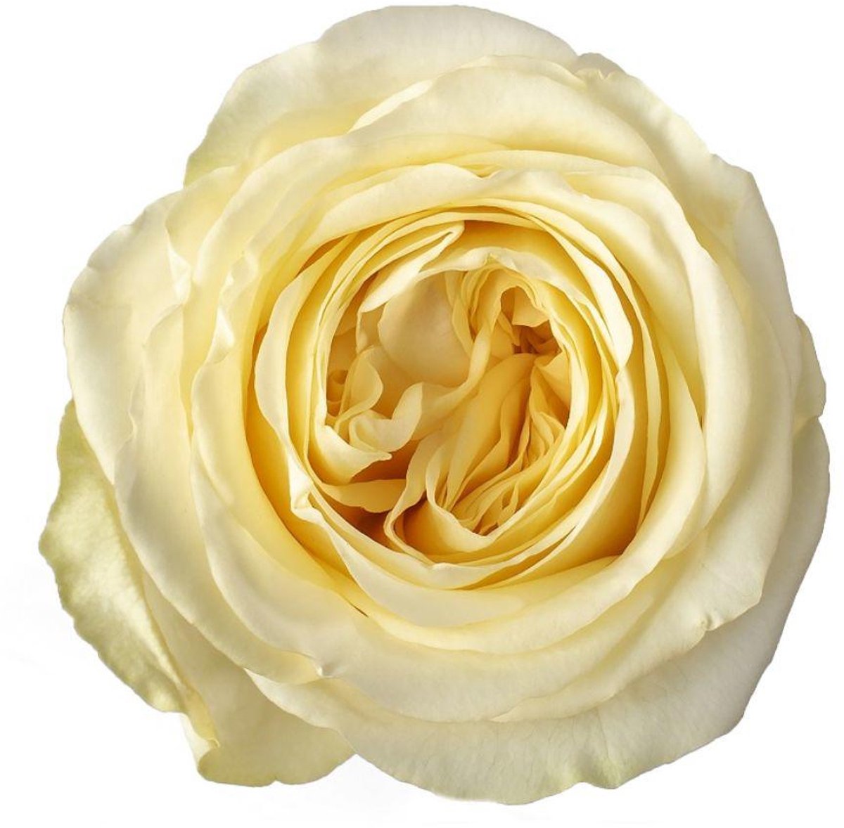 25x Rosa buttercup 60cm