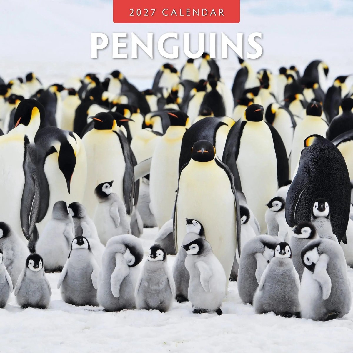 Pinguin Kalender 2027