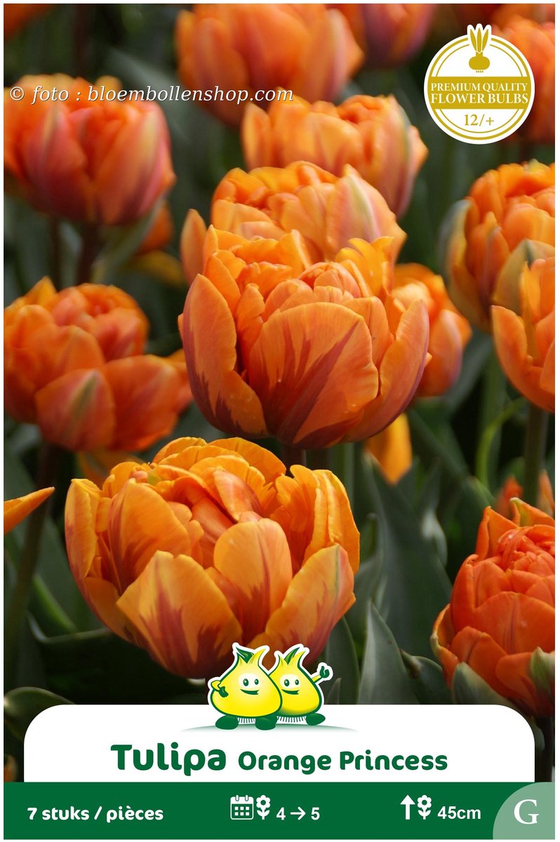 2 Zakjes Dubbele Tulpen Orange Princess maat 12/+