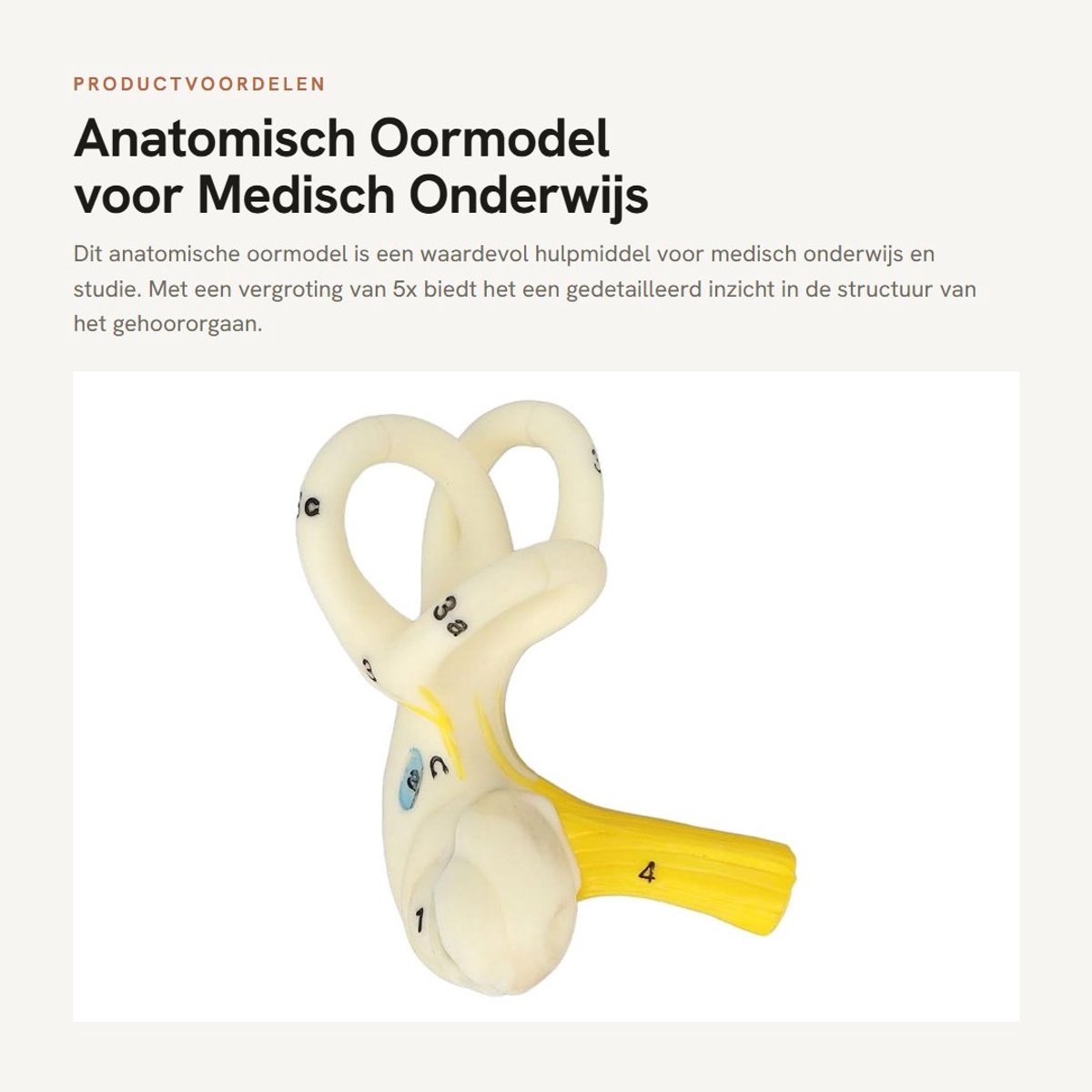 Dailygoods- Oormodel met transparante structuur - Vergroting 5x - Binnenoorslakkenhuis - Halfcirkelvormig labyrint - Gehoororgaanstudie - Hoogwaardig PVC materiaal - Anatomisch Model