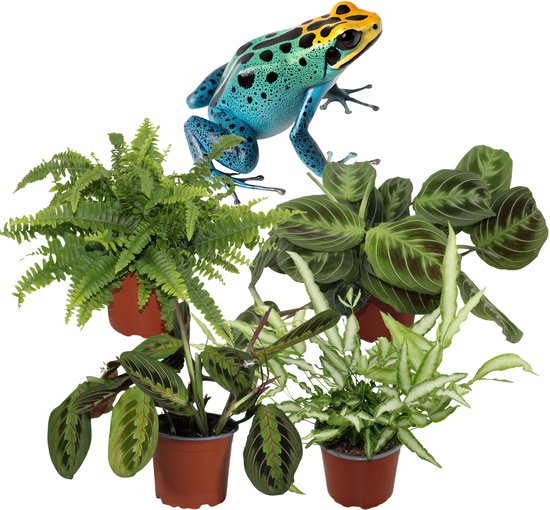 Schaduwplanten – Set van 4 Kamerplanten – Maranta Tricolor, Maranta Shadow, Pteris Albolineata & Nephrolepis Green Lady – 25–35 cm – Pot 12 cm