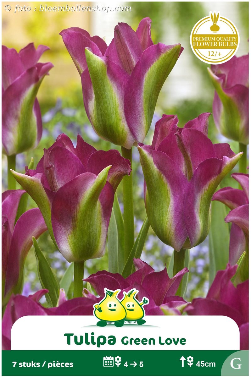 2 Zakjes Viridiflora Tulpen Green Love maat 12/+