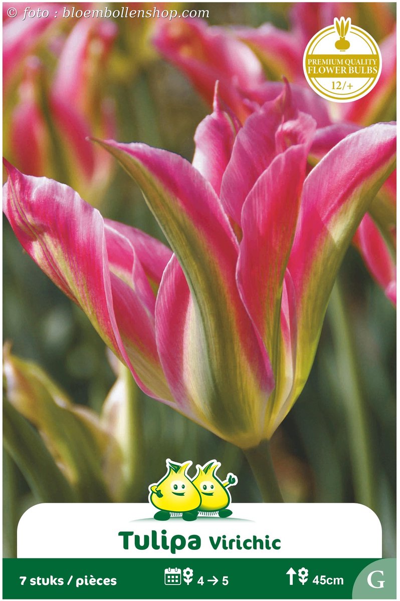 25 Bollen Viridiflora Tulpen Virichic maat 12/+