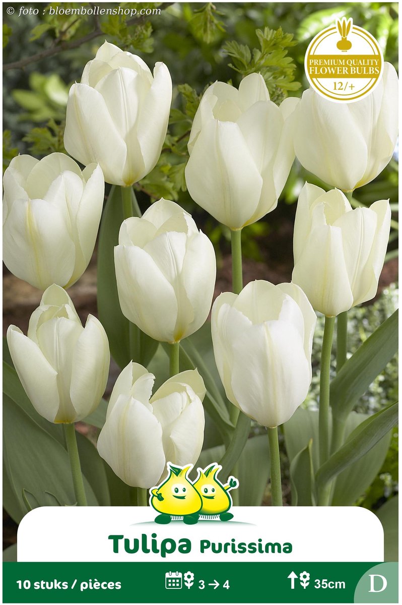 2 Zakjes Fosteriana Tulpen Purissima maat 12/+