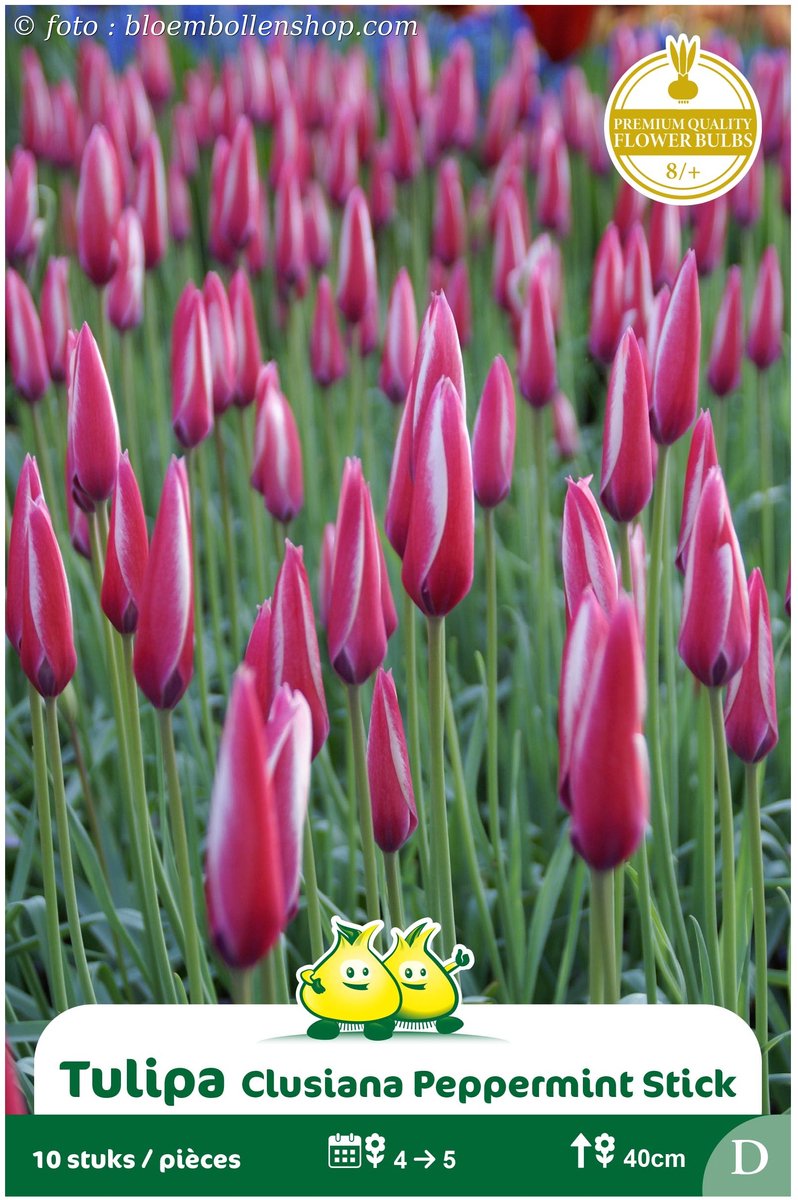 2 Zakjes Mini Tulpen Clausiana Pepermintstick maat 8/+