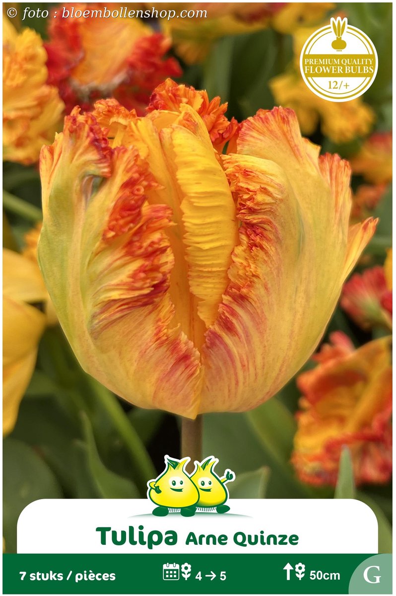 2 Zakjes Parkiet Tulpen Arne Quinze maat 12/+