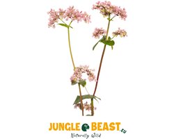 Jungle Beast | Boekweit | Fagopyrum esculentum | vogels | papegaaien