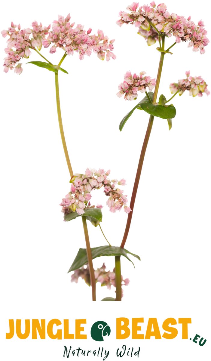 Jungle Beast | Boekweit | Fagopyrum esculentum | vogels | papegaaien