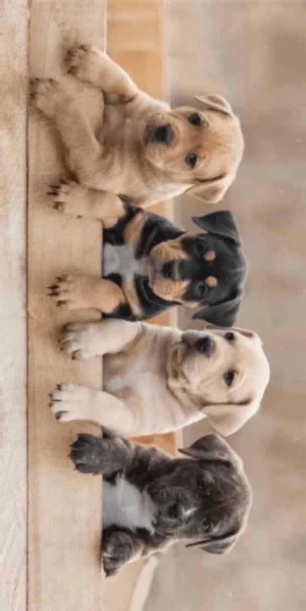 Animal Pictures Strandlaken Puppies - 70 x 140 cm - Multi