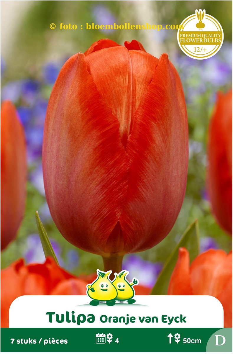 25 bollen tulpen oranje van Eyck maat 12/+