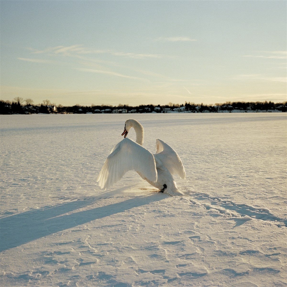 Sour Windows - Sigil (LP) (Coloured Vinyl)