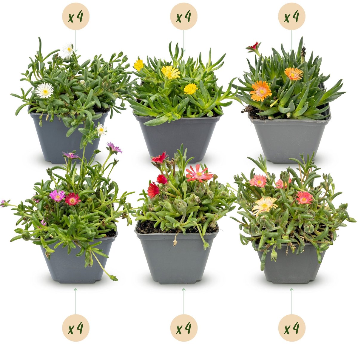 Green boutiQ - 24x Delosperma mix - IJsplantmix - Geel, Paars, Rood, Roze - Vaste plant - Ø7cm - 10-12cm