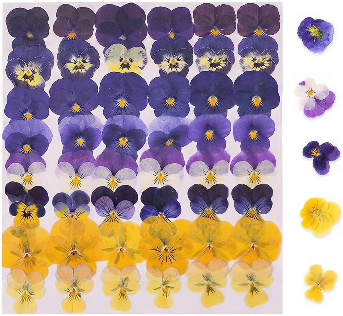 48 stuks geperste natuurlijke theebloemen - decoratieve mix van viooltjes - DIY creatieve hobby's decoratie
