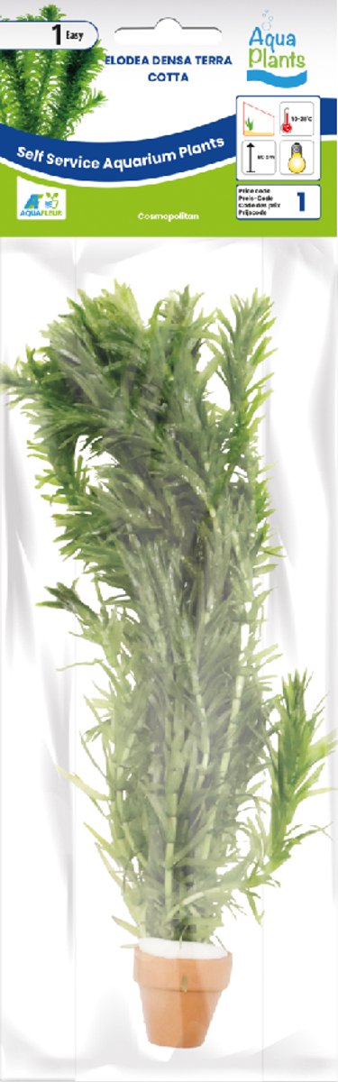 Waterplant elodea densa terra cotta