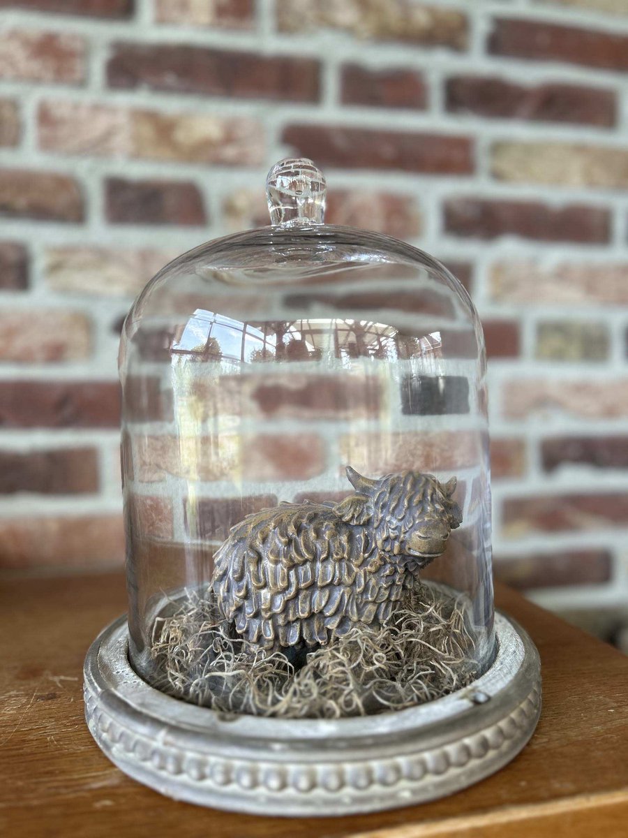 Creaties van hier – met houten hartje - Glazen stolp met Stenen Hooglander en Tillandsia - 26x23cm