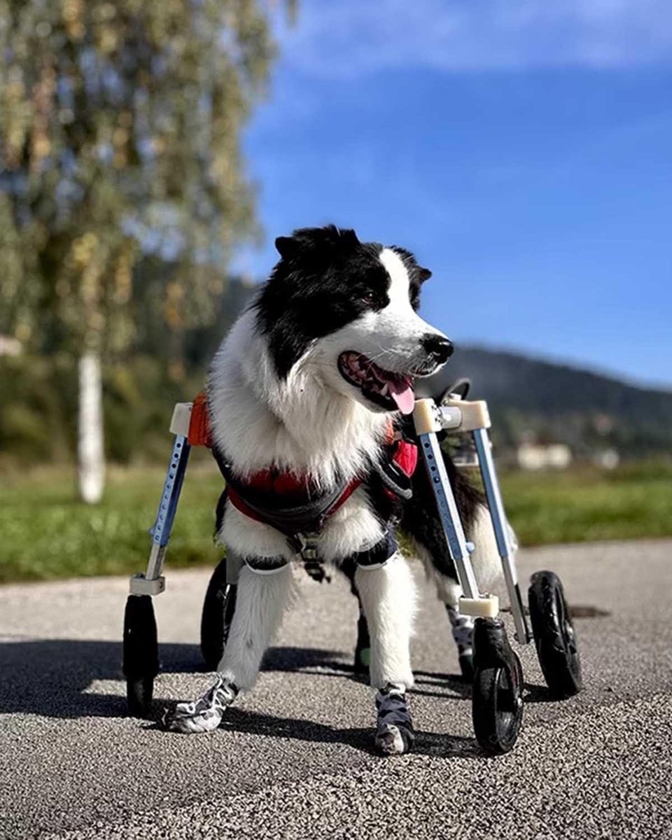 Huisdieren Rolstoel - Mobiliteitskar Honden - Hulp bij Lopen - Verstelbaar Ontwerp - XS Maat - Blauw