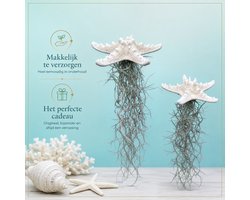 2 wit gebleekte zee-sterren met Spaans mos/Usneoides/Jelly fish/unieke plant/kwalletjes/hangplanten/kamerplanten