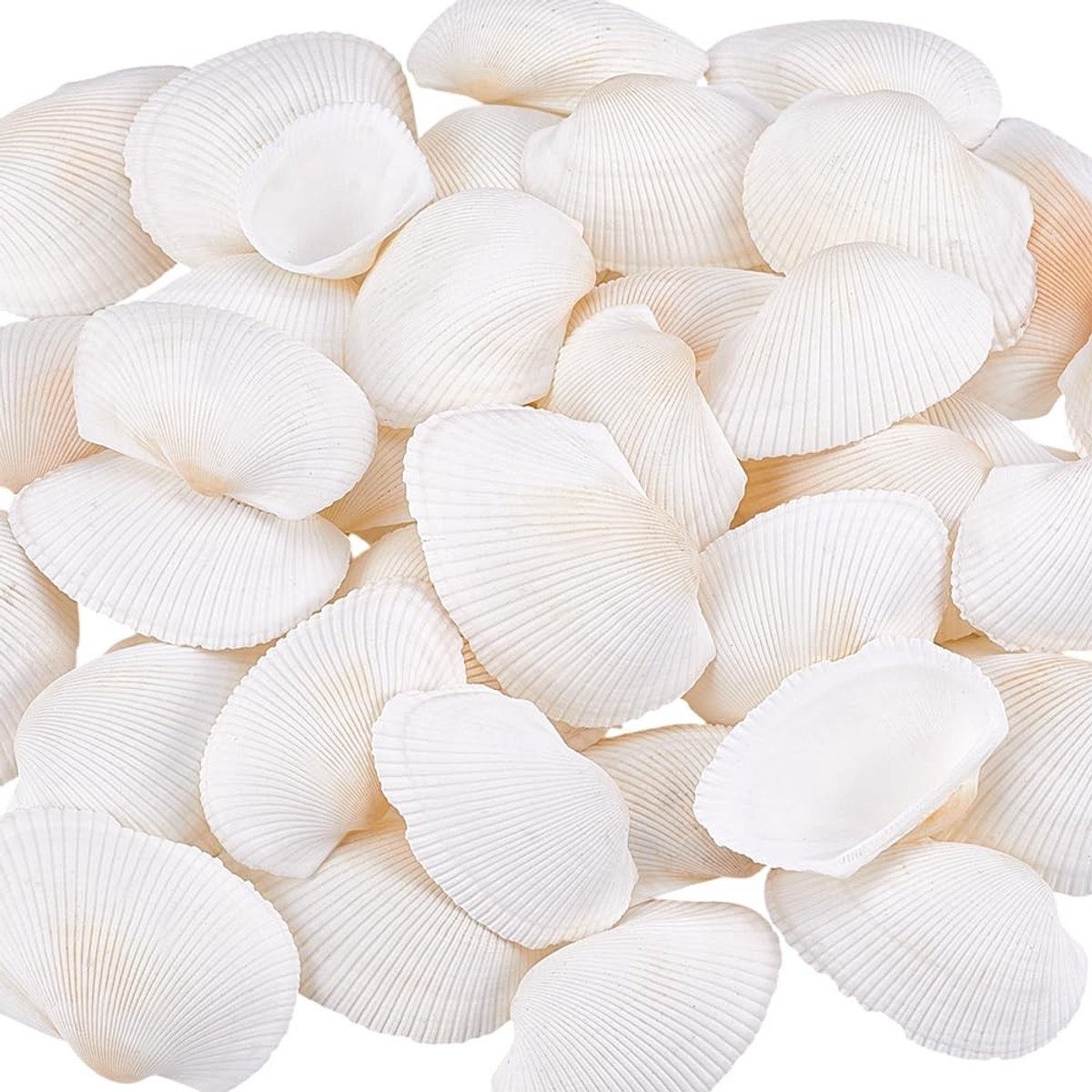Dailygoods- Sint-Jakobsschelp Grote Natuurlijke Strandschelp - Platte Schelp - Feestsieraden - Knutselen - Strandthema - Geen Gat/Ongeboord - Zeeschelp