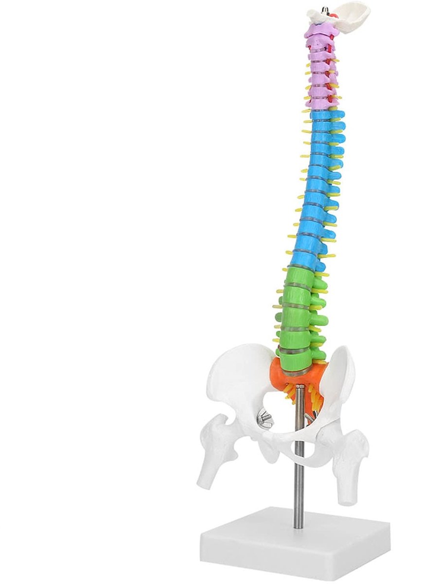 Dailygoods- Wervelkolom Model - Anatomisch - Flexibel - PVC - 45 cm - Onderwijs/Presentatie - Gedetailleerde Structuur