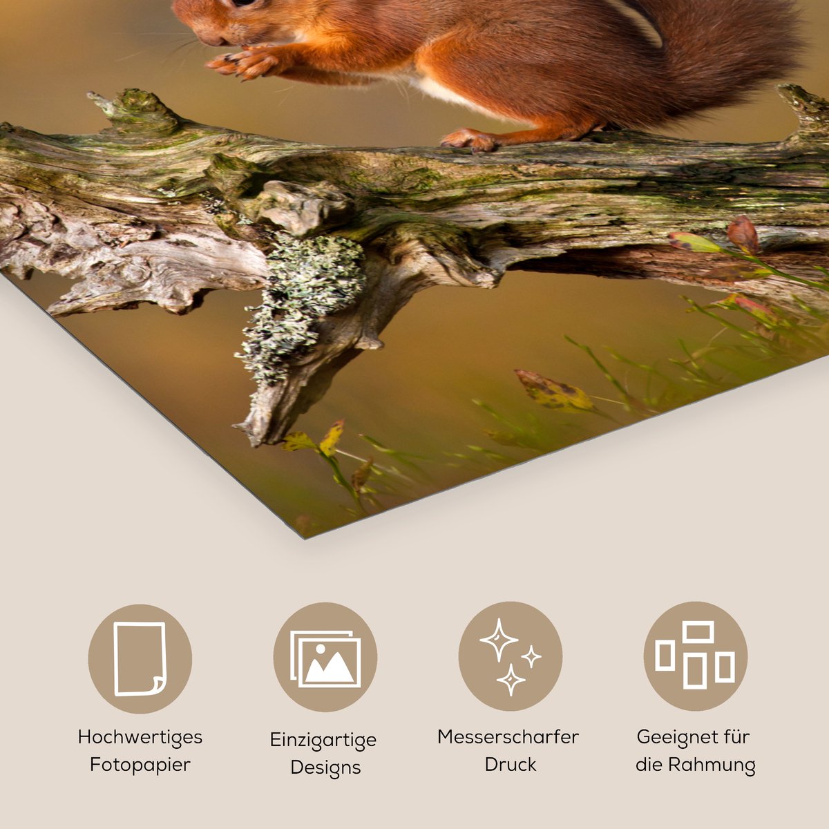 Poster 50x50 cm - Eekhoorn - Boomstam - Bos - Posters - Kamer decoratie - Wanddecoratie wo