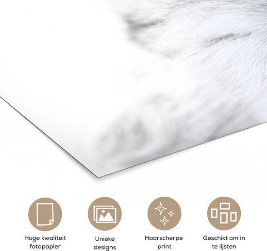 Poster 30x20 cm - Kat - Wit - Close up - Posters - Kamer decoratie - Wanddecoratie woonkamer - Muurdecoratie slaapkamer