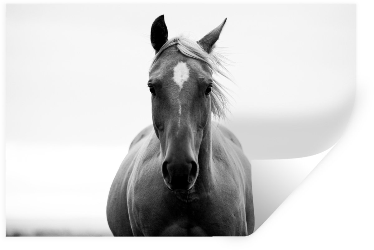 Muurstickers - Sticker Folie - Paard - Dier - Zwart - Wit - 90x60 cm - Plakfolie - Muursti