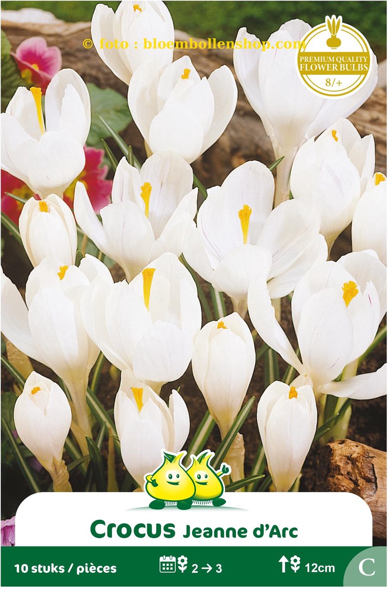 3 Zakjes Crocus Vernus Wit maat 8/+