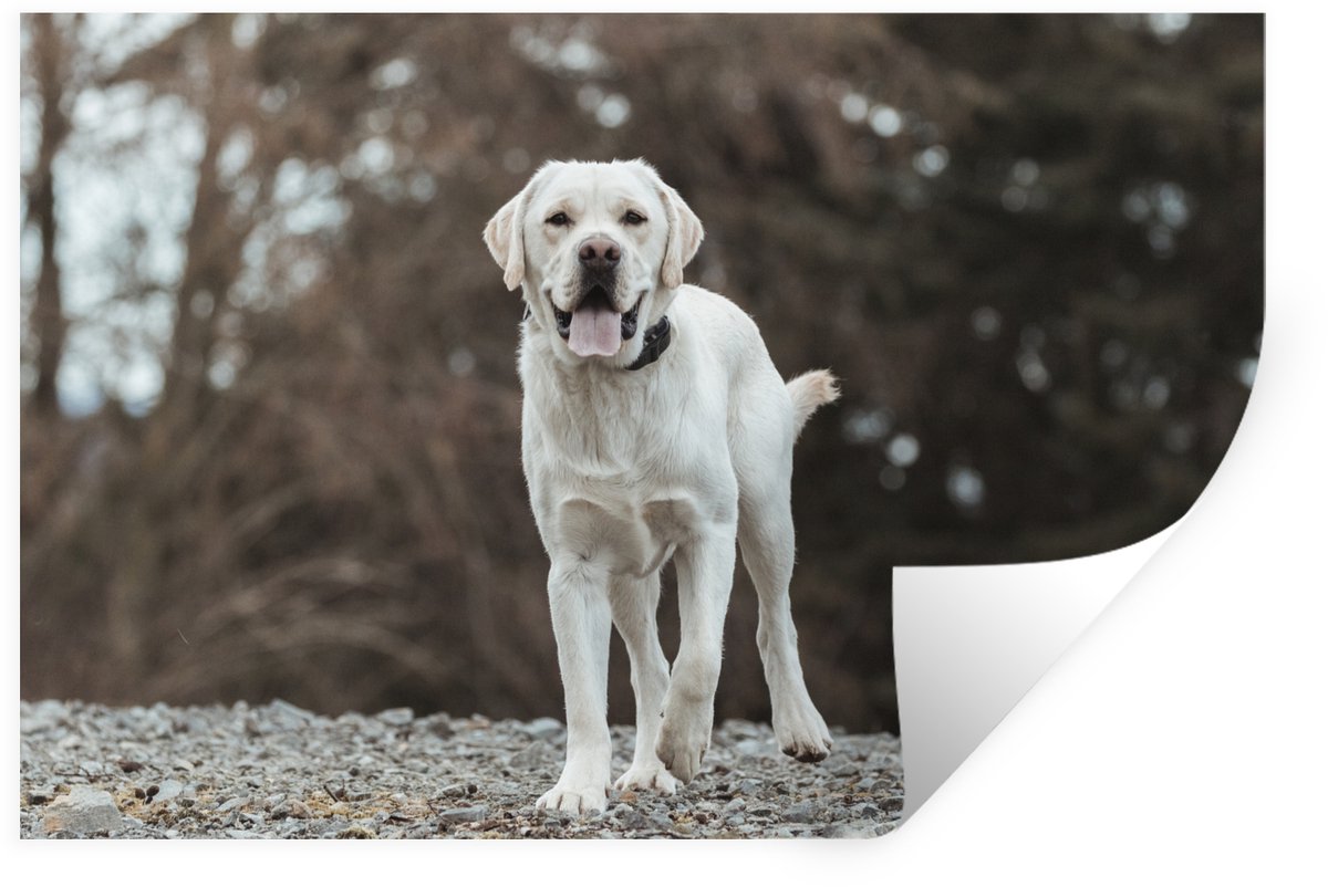 Muurstickers - Sticker Folie - Een witte Labrador Retriever op de stenen - 120x80 cm - Pla