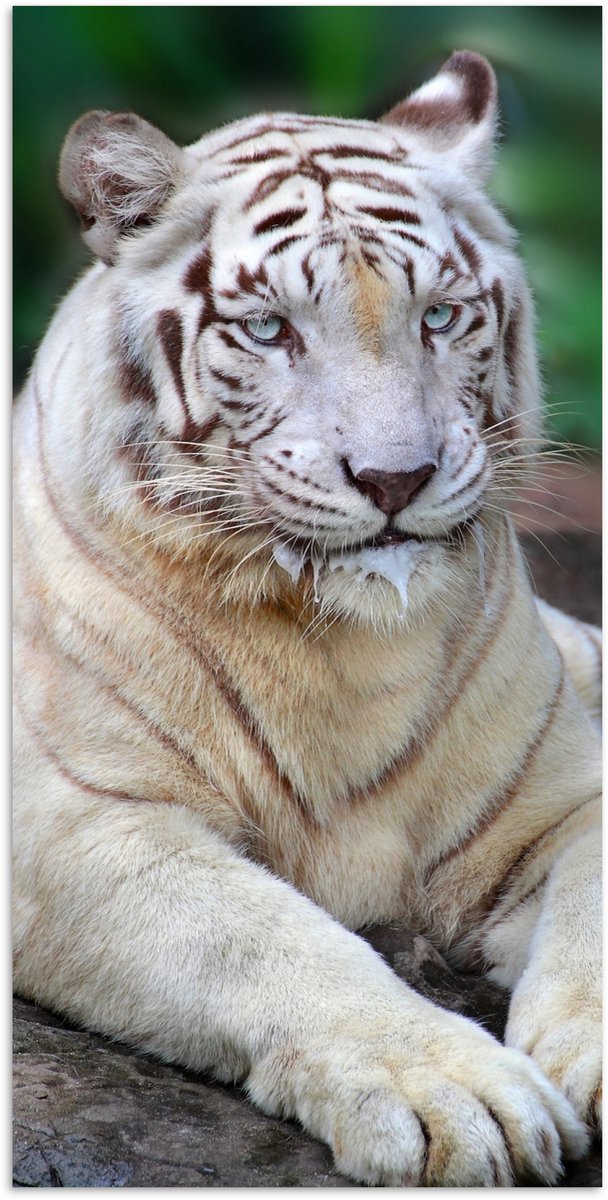 Poster 80x160 cm - Witte tijger - Boomstam - Bos - Posters - Kamer decoratie - Wanddecorat