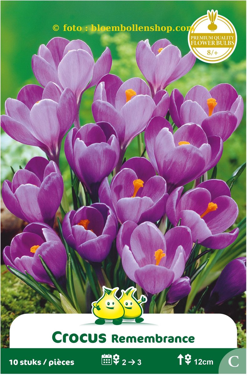 3 Zakjes Crocus Vernus Remmerbranche maat 8/+