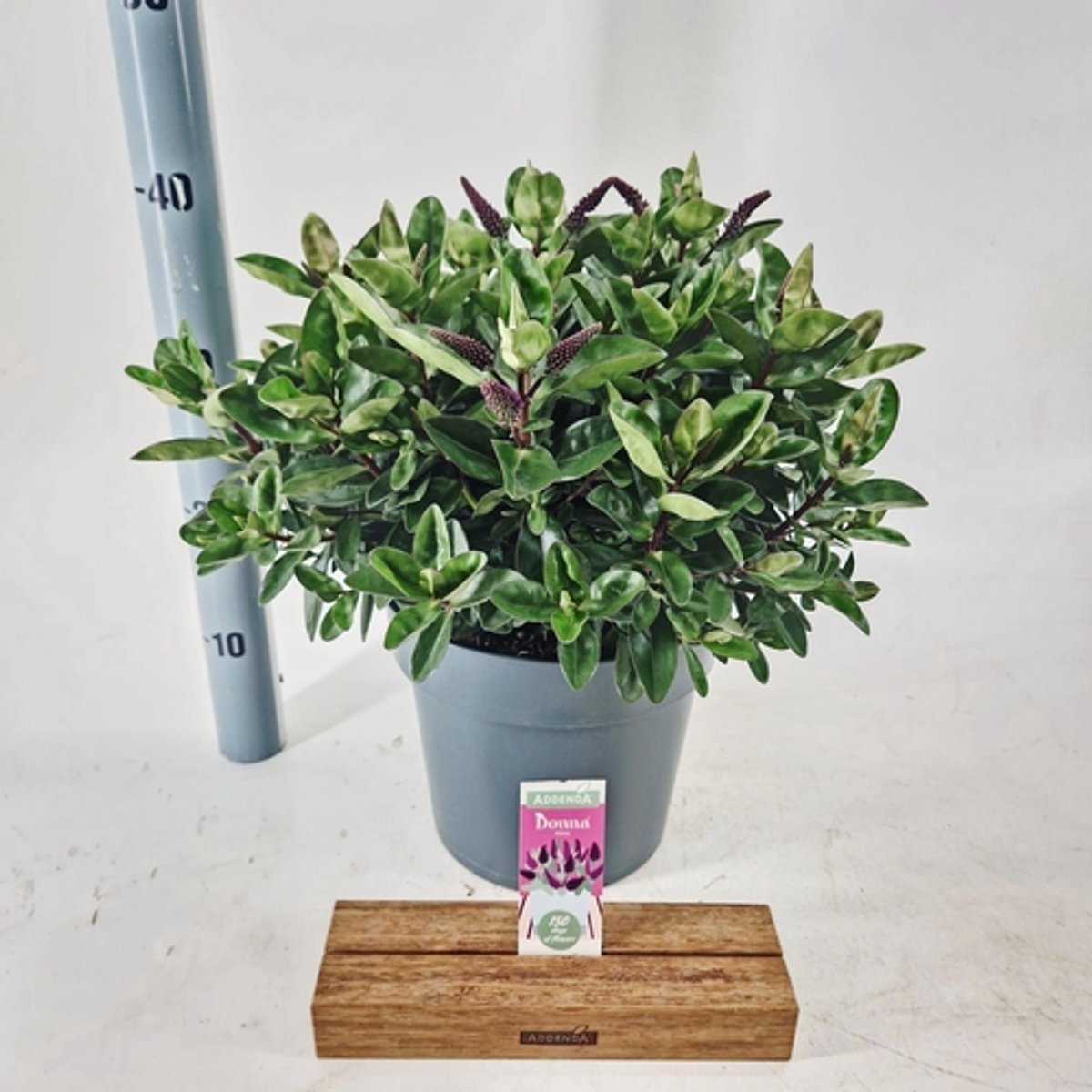 Hebe Donna® 'Blue' (Addenda) - Struikveronica | 30-40 cm in pot 5 liter