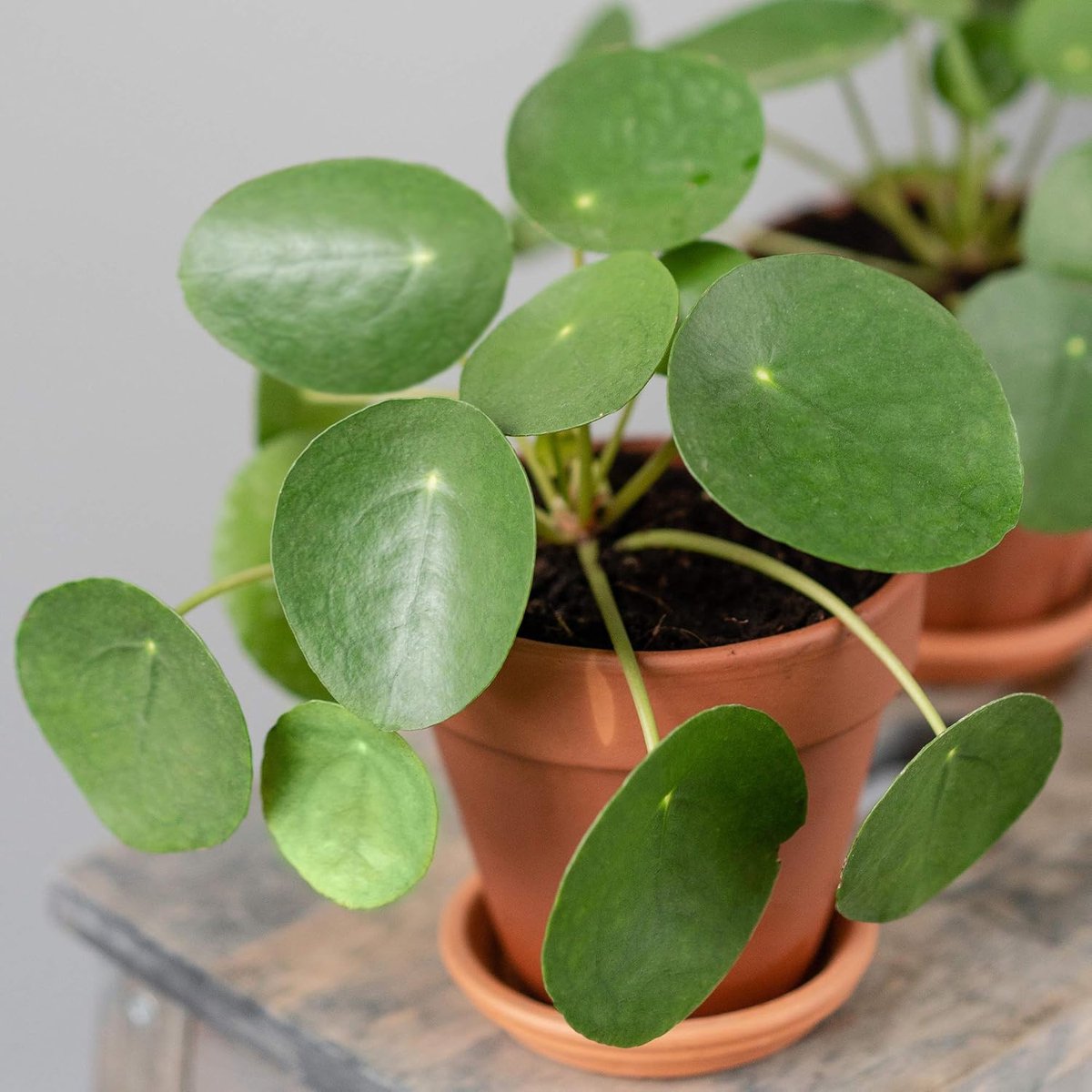 Peperomioides Chinese kamerplant, 20-30 cm