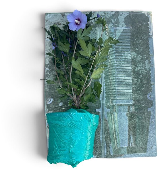 Hibiscus syriacus 'Oiseau Bleu' avec des fleurs violettes, dans un pot turquoise, devant une plaque métallique.