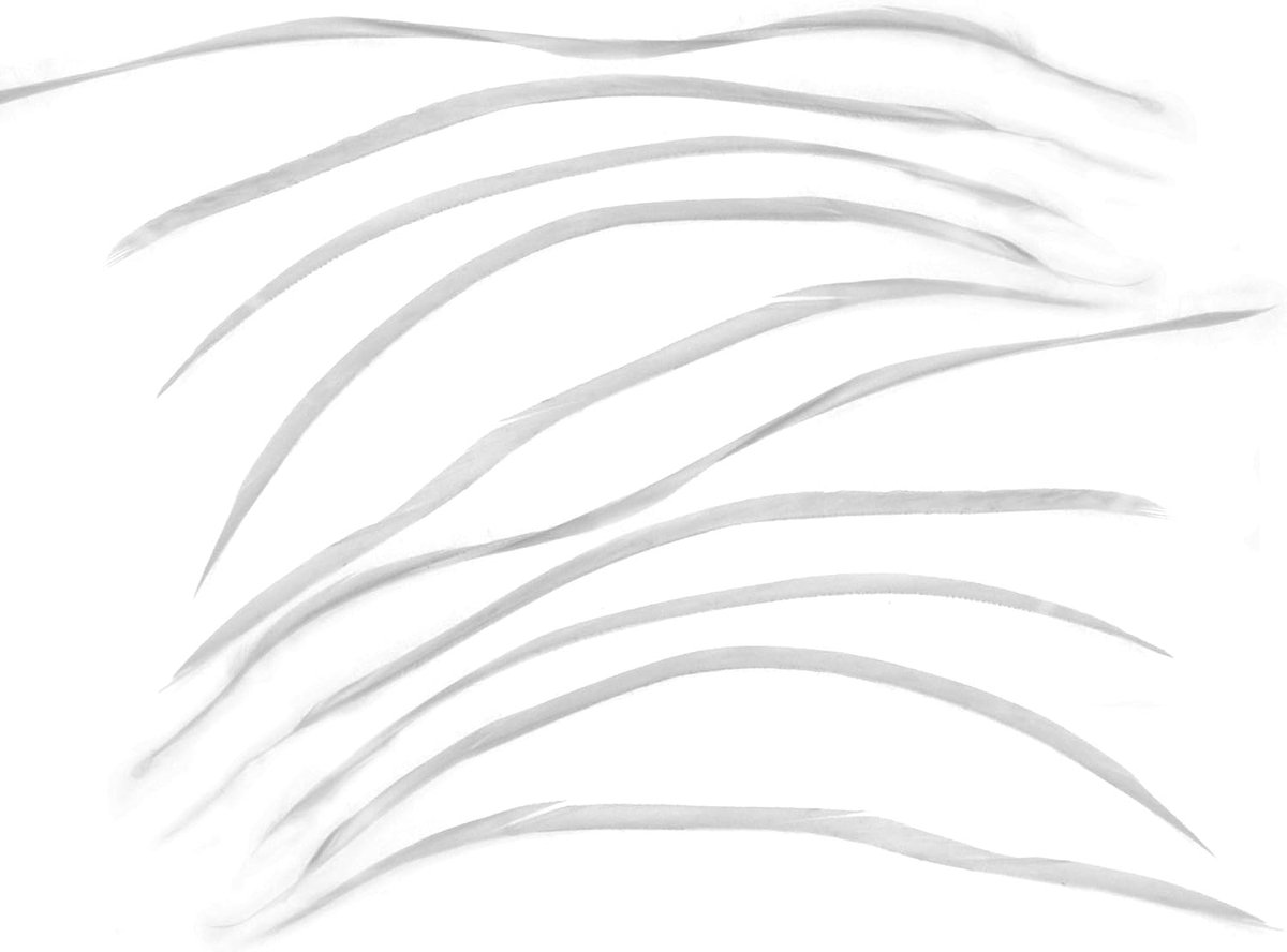 SnelShoppen - 10 Stuks Witte Gans Biotveren 20-25 cm voor Hoeden, Vliegtuigvleugels en Creatieve Knutselprojecten