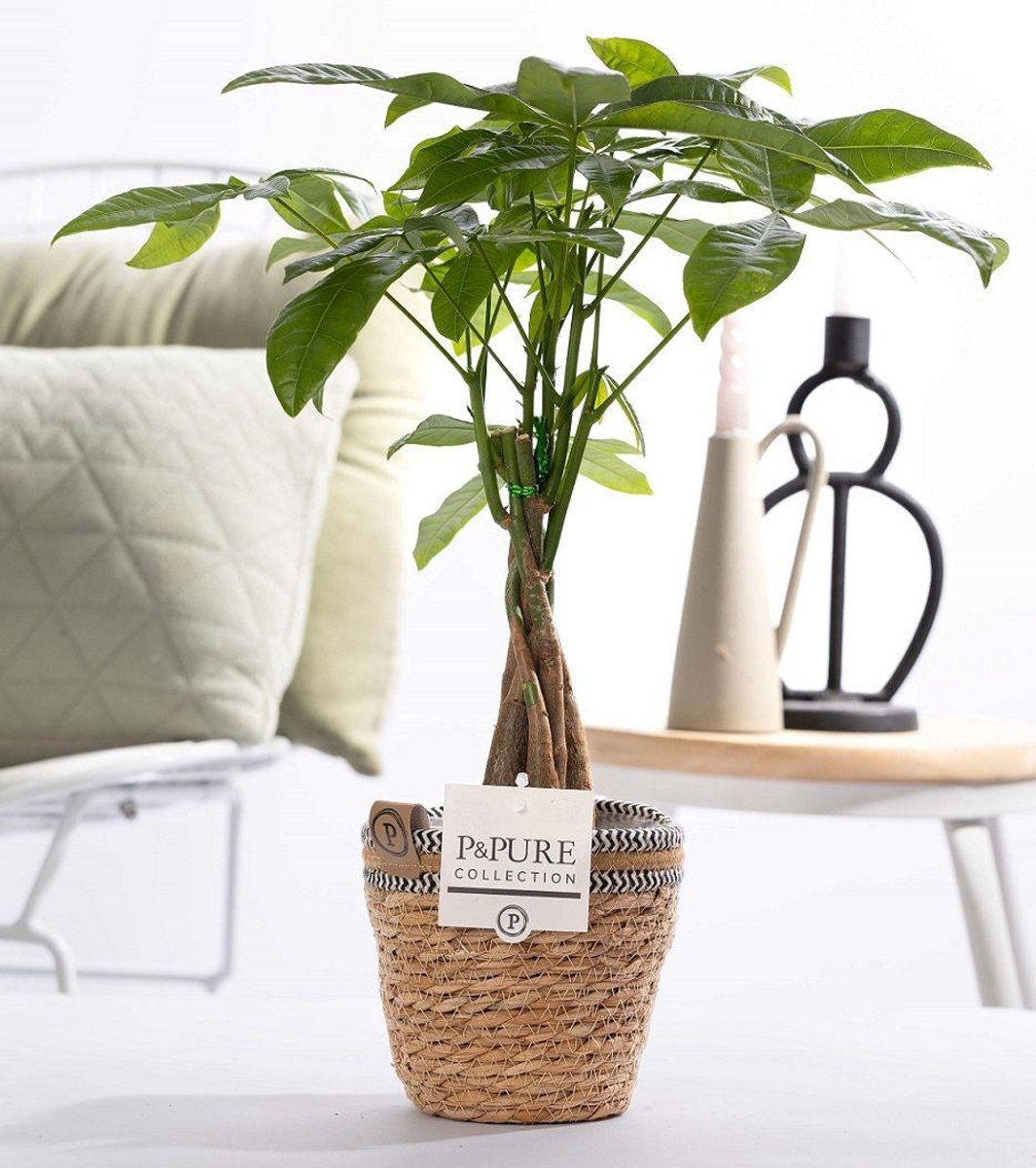 Pachira Aquatica In P&PURE Basket- Ø12cm - 45cm